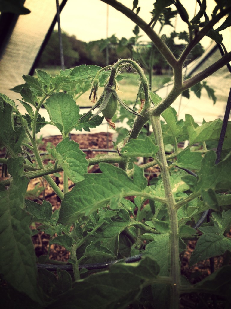 BabyTomato