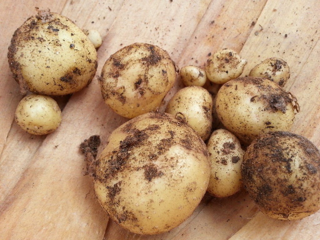 potatoes1